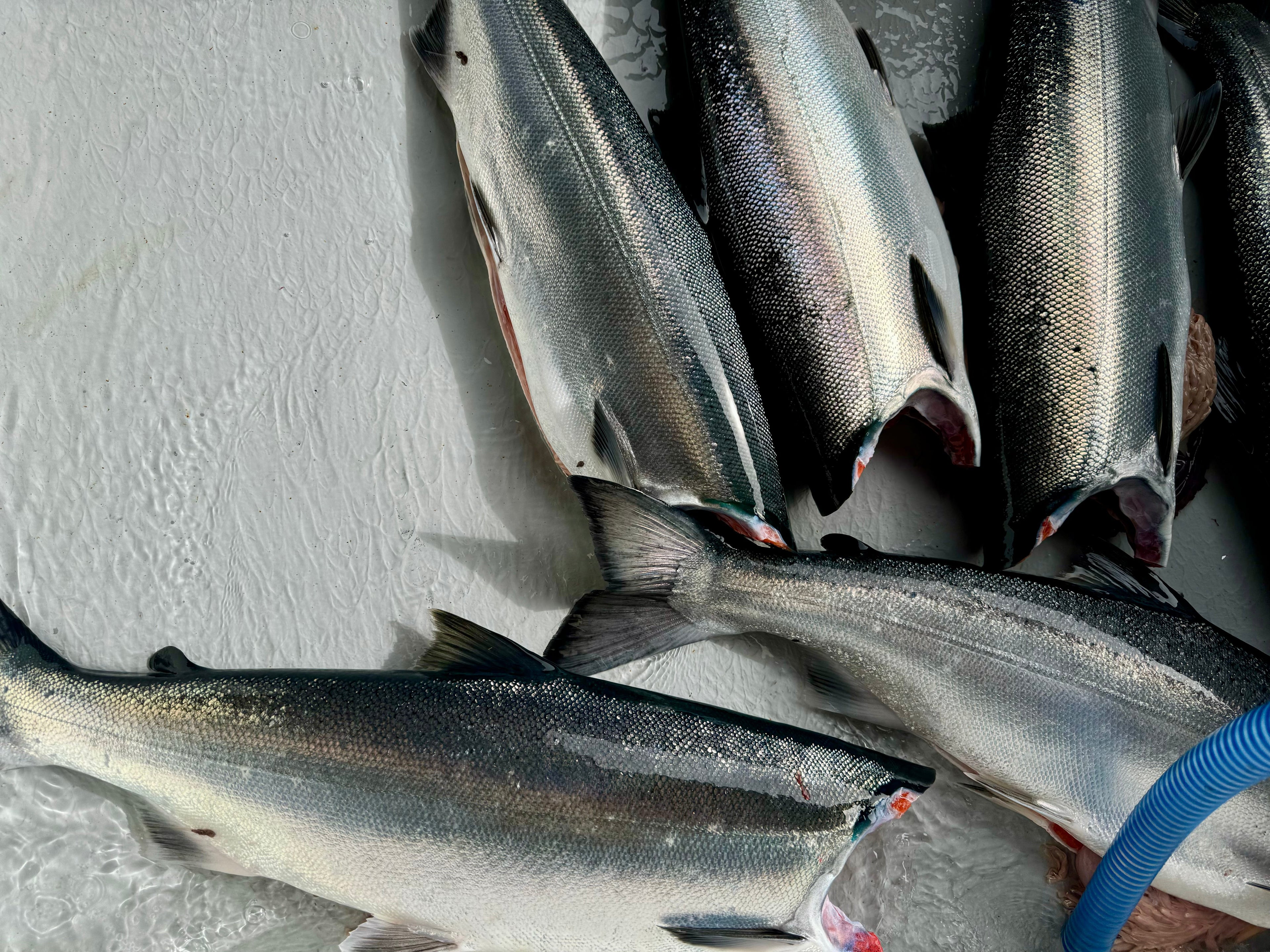 Week 7 of Salmon Season