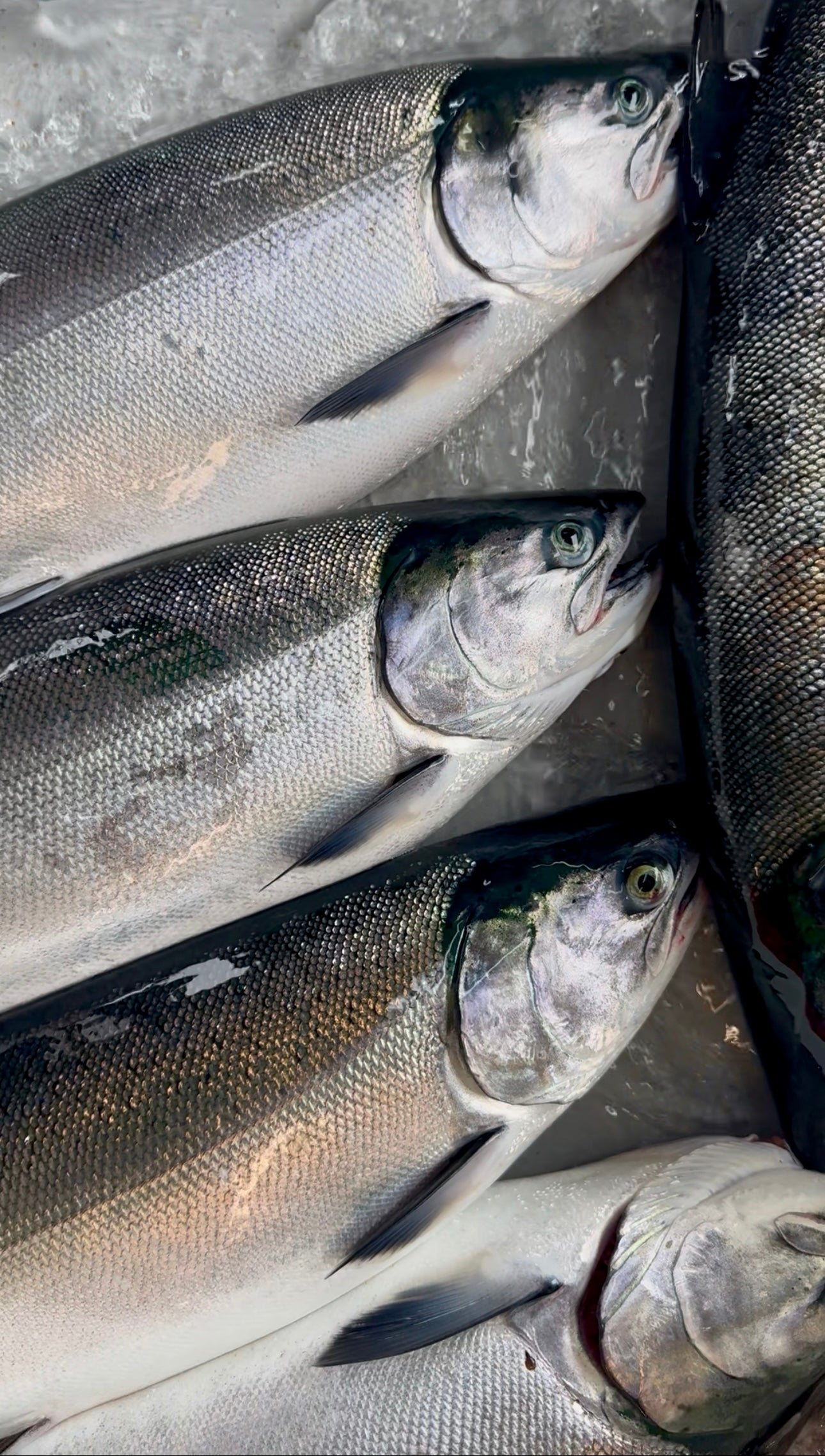 2025 Salmon Season, Week Three