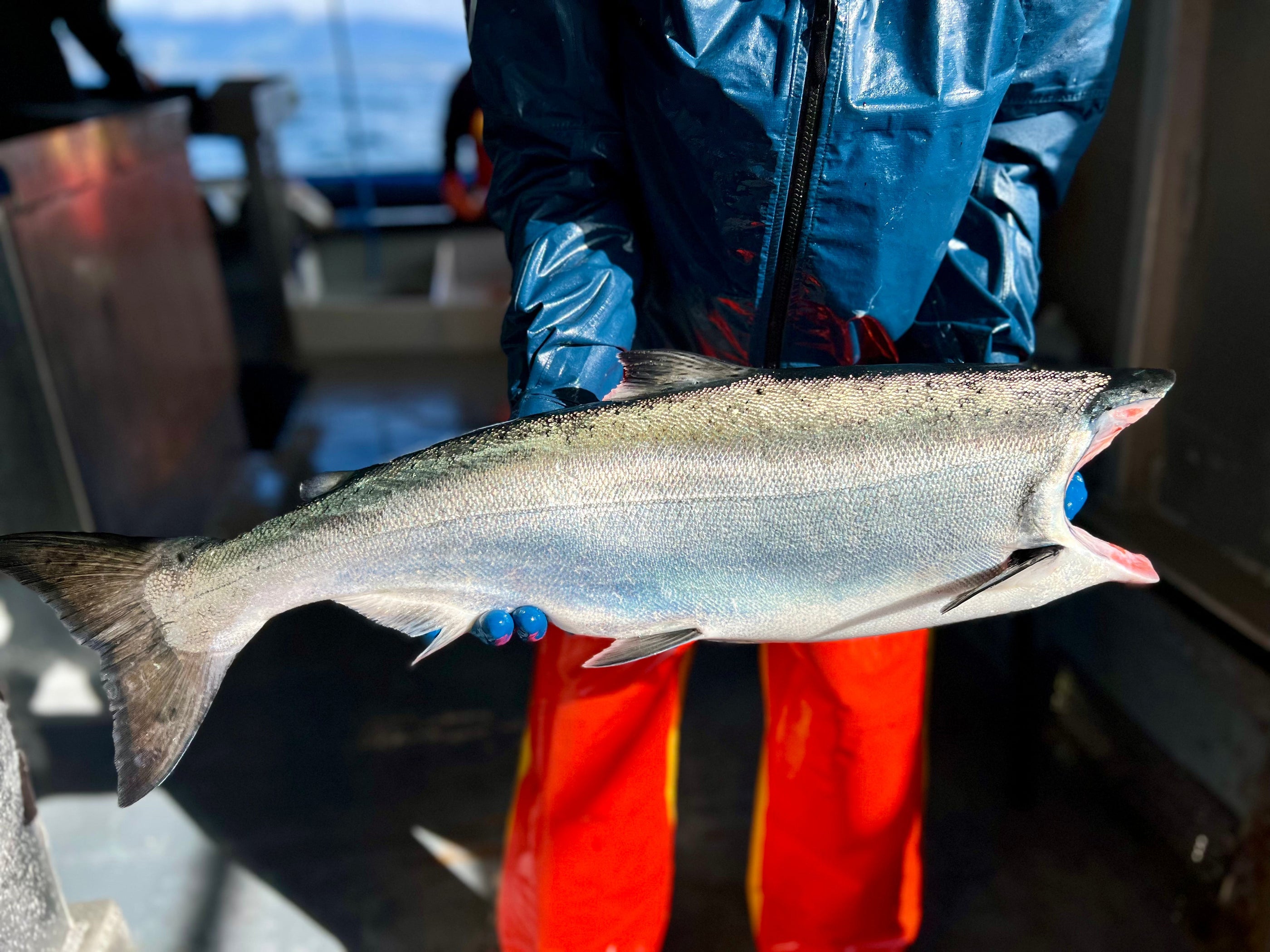 King Salmon Opener Wrap Up