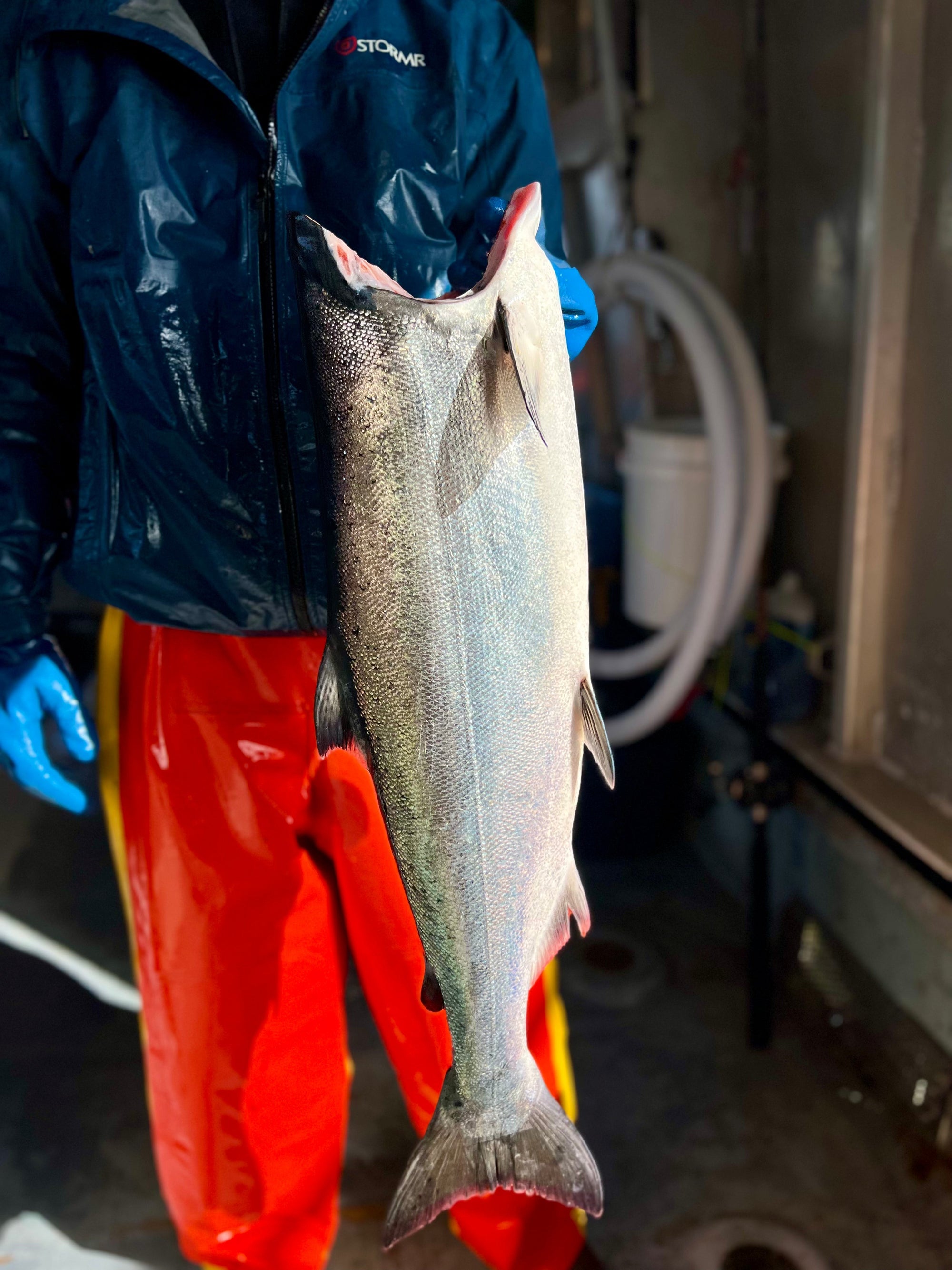 Hello From The King Salmon Grounds!