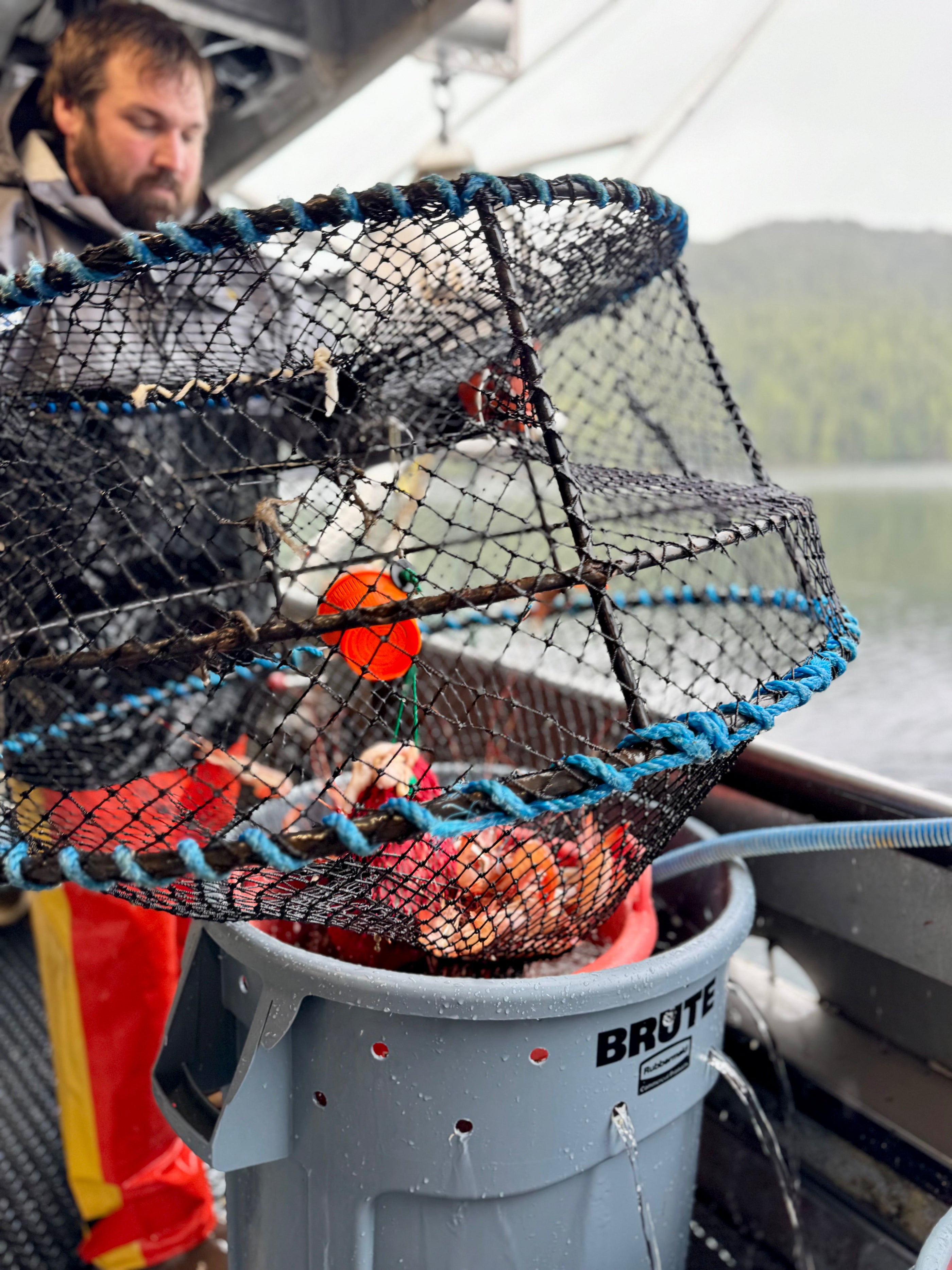 Spot Prawn Season 2025 🦐